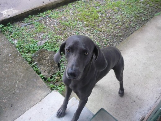 Bruno, en la foto 4 años, vive en Finca Victoria Costa Rica, caza, no usa collar y tiene 400 hectareas para vivir en medio de la selva costarricense, un lujo este perro, puede reconocer una serpiente por su olfato, y caza desde iguanas hasta gallinas, no le tiene miedo a los monos, increible un perro de estos en la selva es un certificado de supervivencia, nunca te deja solo y es muy  buen guardian, y come de todo no solo comida de perros, come bananos, sandia, carne cocida y cruda. Un perraso de buen caracter e ideal para los niños. Ah y nada en el mar como un pez. 